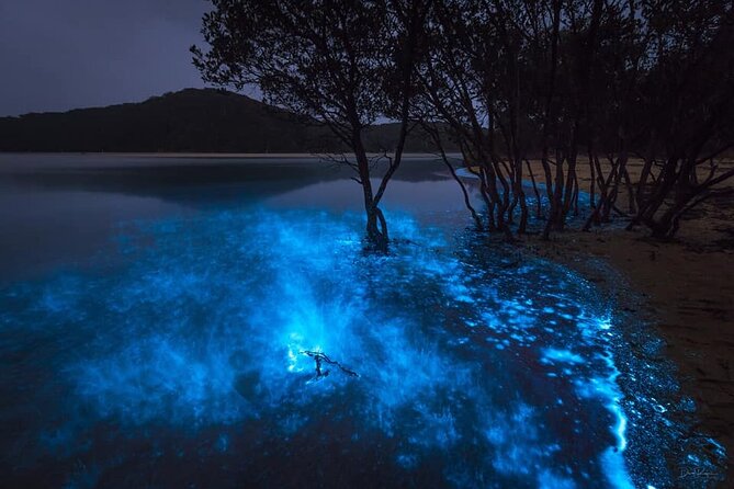 Kayakers paddling through bioluminescent waters during a nighttime tour near Orlando