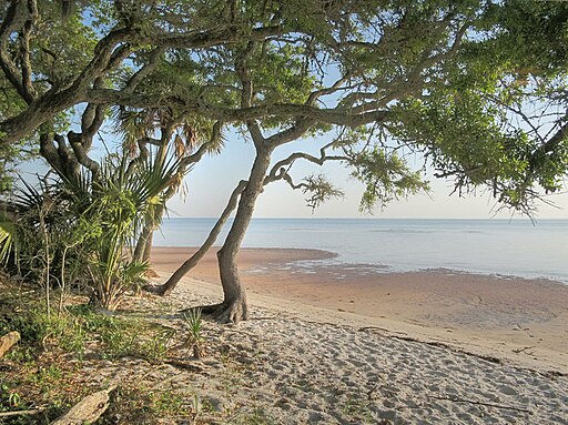 Scenic view of a serene beach surrounded by lush maritime hammock trees along the Maritime Hammock Nature Trail.
