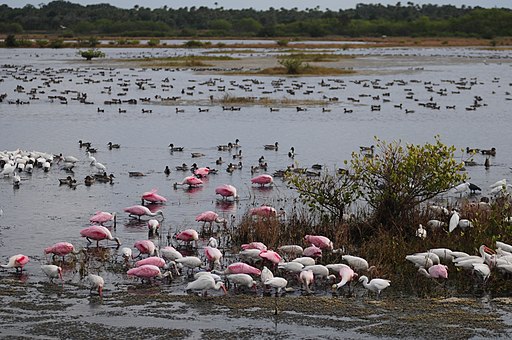 birds at merrit island