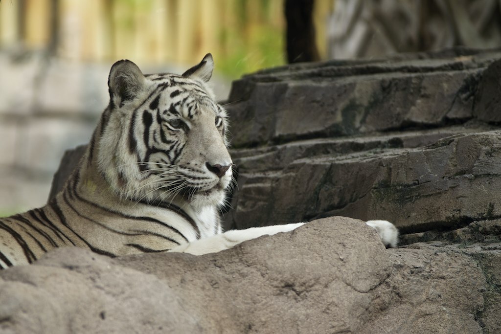 busch garden tiger