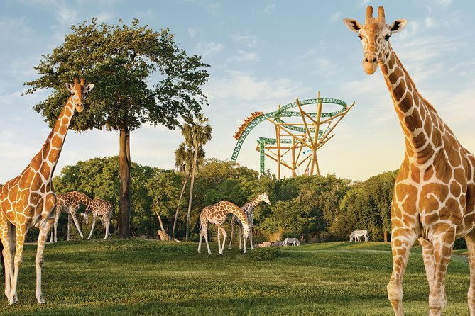 busch gardens giraffes