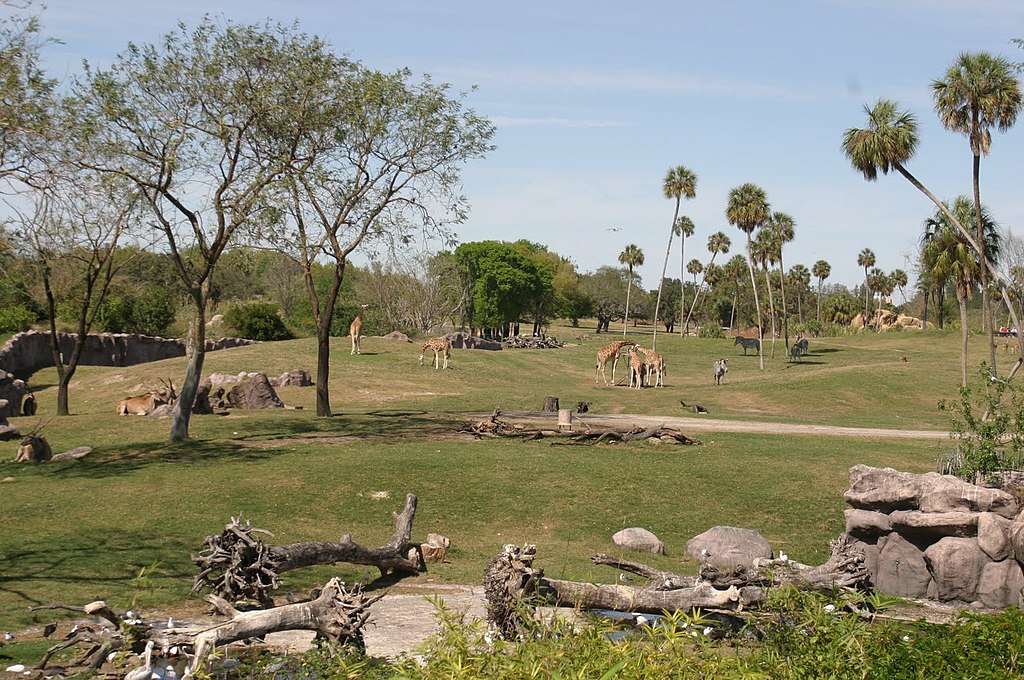 busch gardens safari