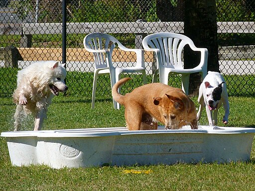 Two dogs playing on grass near a small pool at a dog park in Cocoa Beach, close to dog-friendly hotels.