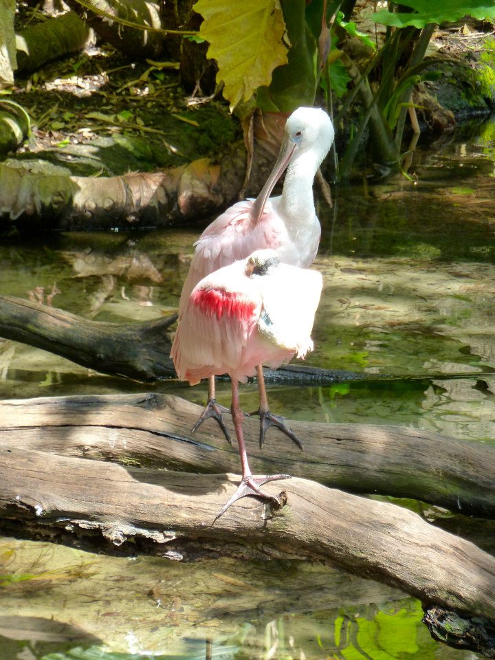 animal kingdom oasis area birds