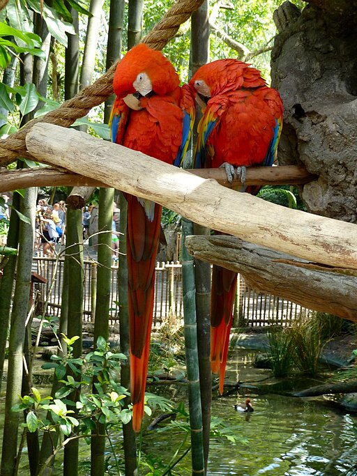 parrots at the Oasis area of Disney World Animal Kingdom in Florida.