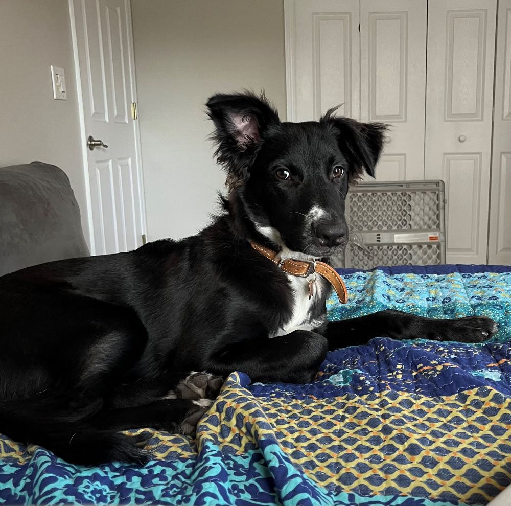 Cocoa Beach pet friendly hotels