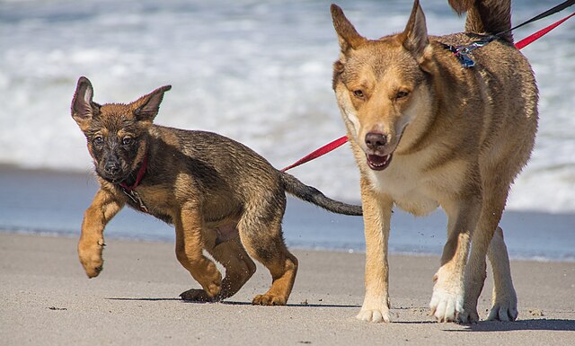 Two dogs enjoying a dog-friendly beach in Cocoa Beach, a popular location for visitors staying at dog-friendly hotels