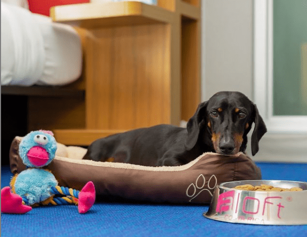Small dog resting on a cozy pet bed inside a pet friendly hotel room in Cocoa Beach with dog toys and a branded food bowl.