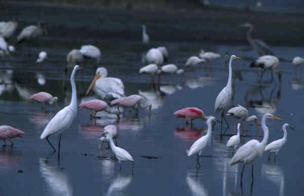 An image of an array of Florida birds at Merritt Island National Wildlife Refuge